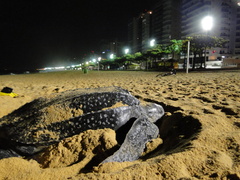 Dermochelys coriacea