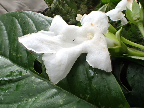 Cyrtandra compressa