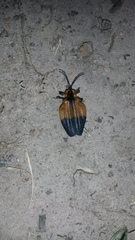 Lycus melanurus