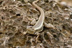 Microlophus bivittatus