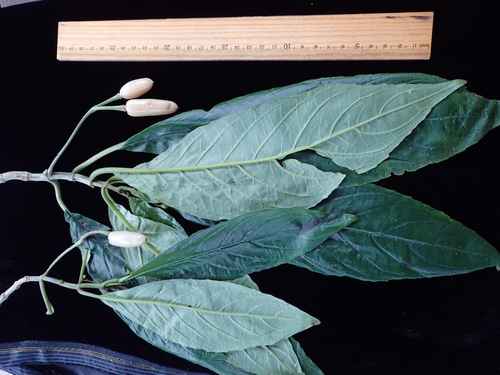 Cyrtandra compressa observed 2016-06-14