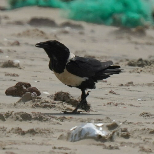 Cuervo pío (Corvus albus)