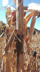 Sceloporus scitulus