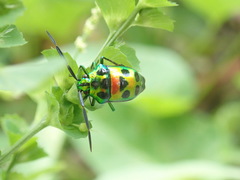 Chrysocoris germari