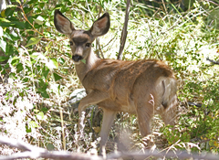 Odocoileus hemionus inyoensis