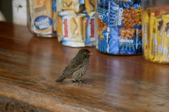 Small Ground Finch photo 4
