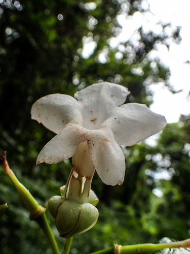 Cyrtandra compressa observed 2016-06-13