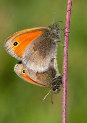 Coenonympha pamphilus