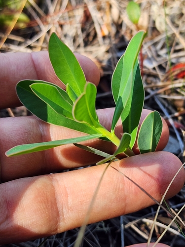 Image of Euphorbia telephioides by (c) Scott Allen Davis, some rights reserved (CC BY)