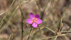 Phemeranthus calycinus