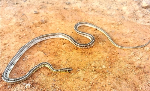 Photo of a Southern Striped Snake (Lygophis meridionalis)