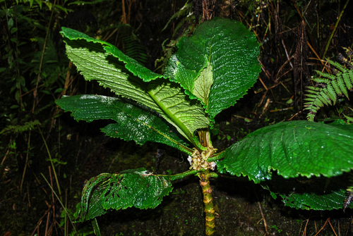 Cyrtandra cyaneoides, 2015-06-02