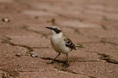 Mimus parvulus
