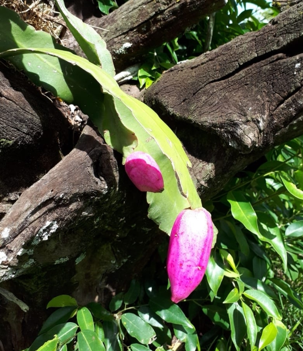 Epiphyllum phyllanthus