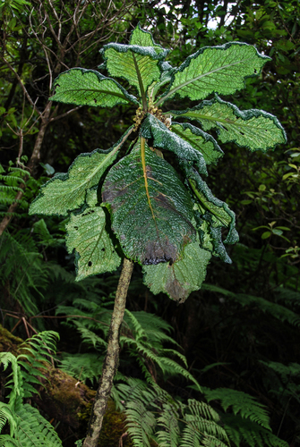 Cyrtandra cyaneoides, 2014-07-02