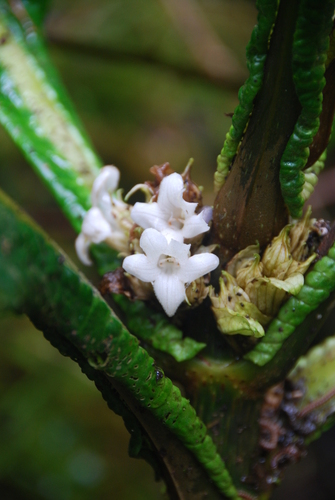 Cyrtandra cyaneoides, 2014-06-25