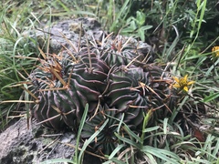 Echinofossulocactus pentacanthus