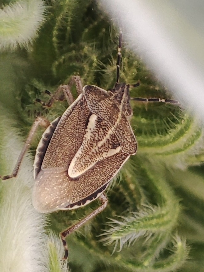 Eudolycoris alluaudi