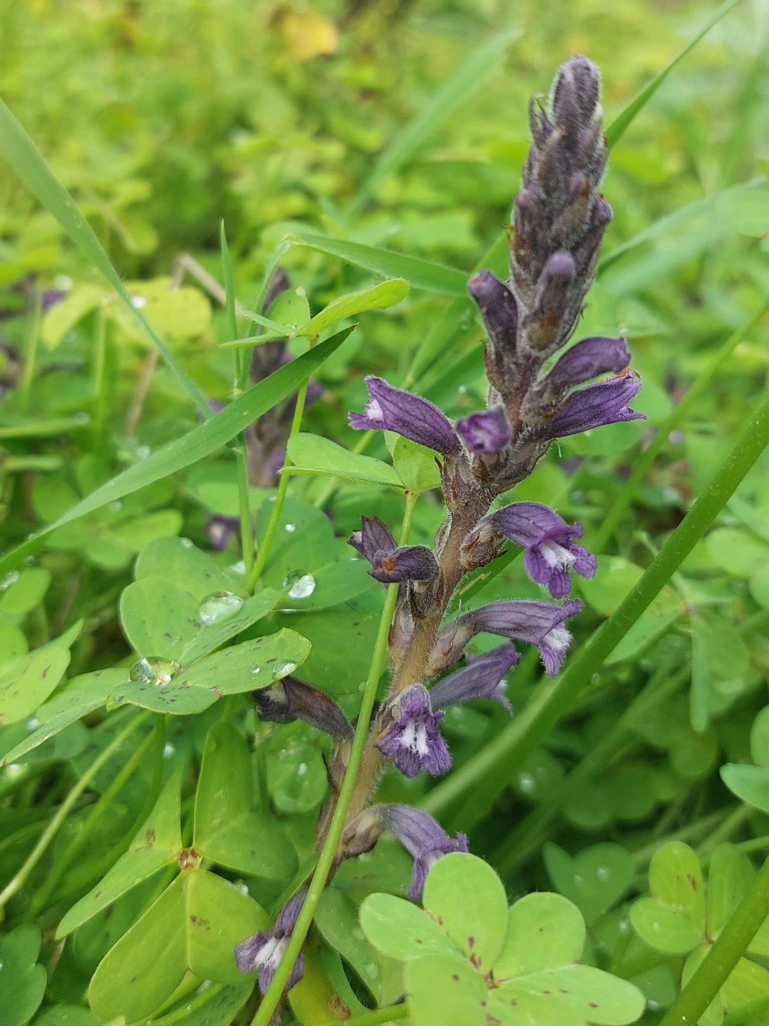 Raetzel Phelipanche mutelii var. nana (Reut.) Uhlich & Rätzel