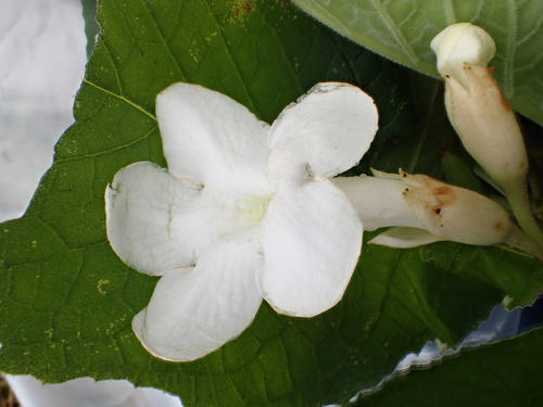 Cyrtandra falcifolia