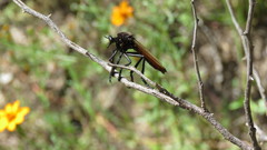 Archilestris magnificus