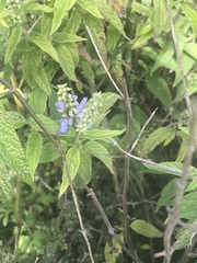 Salvia connivens