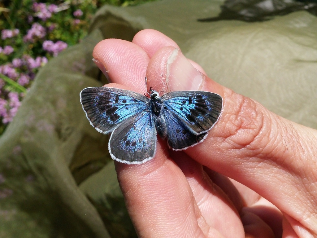 Large Blue