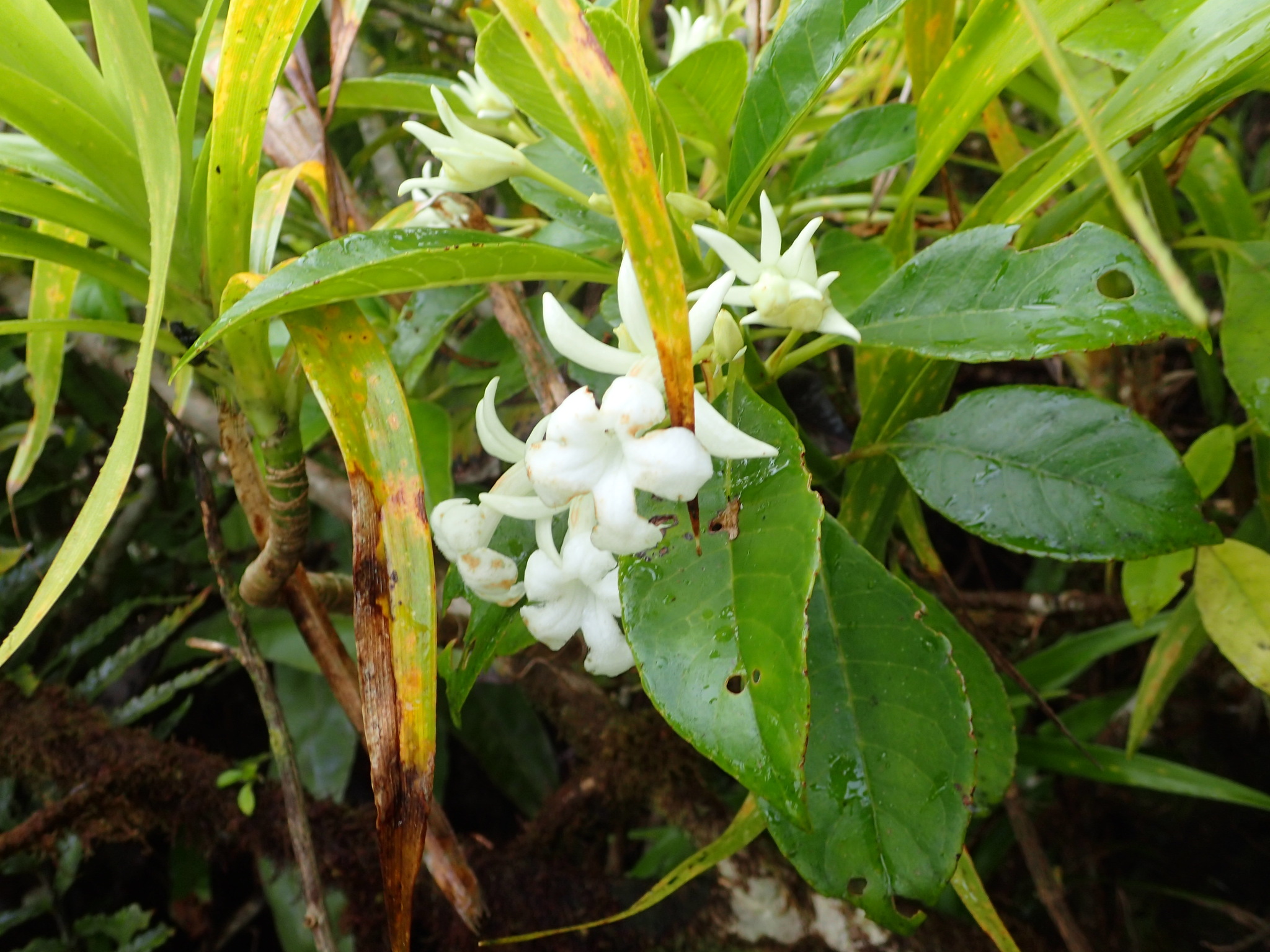 Cyrtandra feaniana