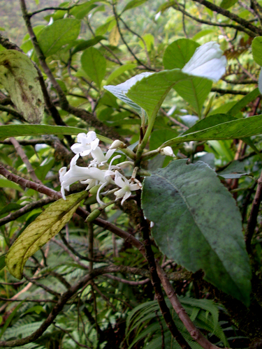 Cyrtandra feaniana observed 2003-07-03
