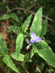 Elasis guatemalensis