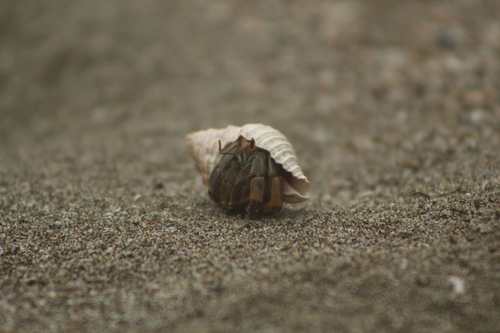 Ecuadorian Hermit Crab, photo 3 of 10