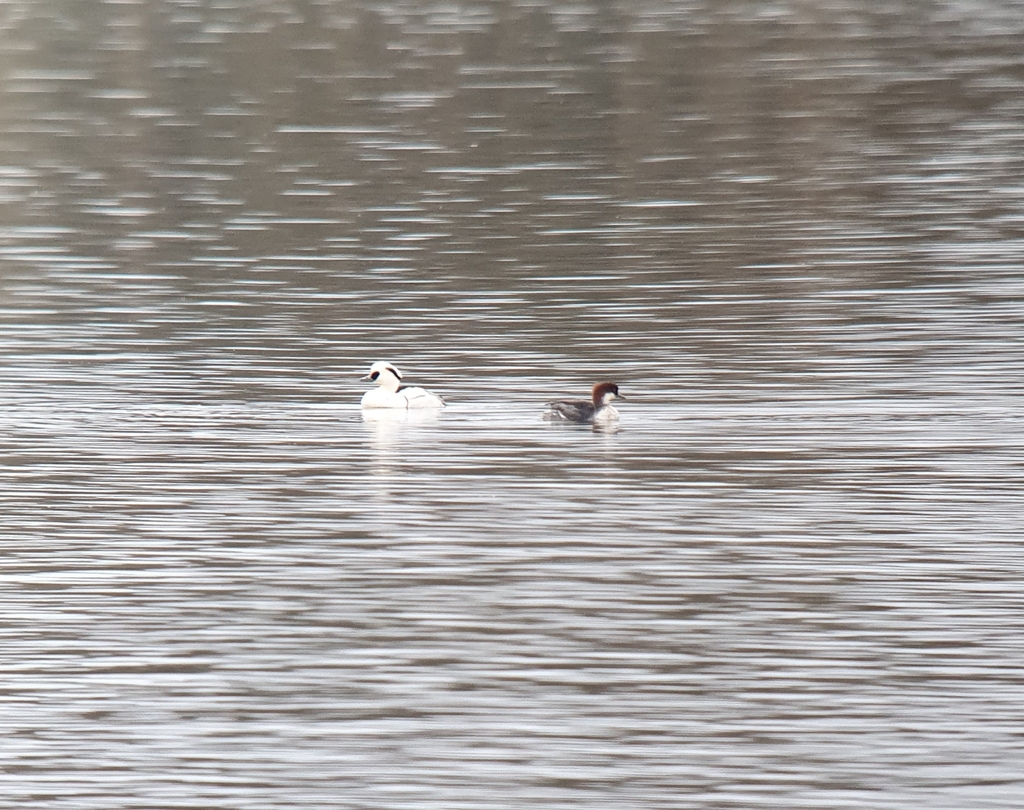 Smew from 55210 Heudicourt sous les Côtes France on March 5 2023 at