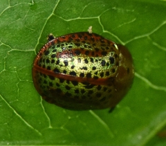Chelymorpha cribraria