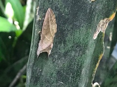 Hemiceratinae