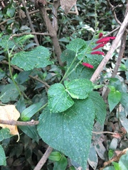 Salvia tubifera