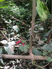 Salvia tubifera