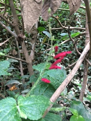 Salvia tubifera
