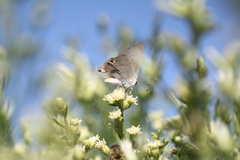 Strymon melinus pudica