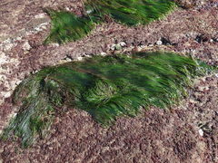 Phyllospadix scouleri