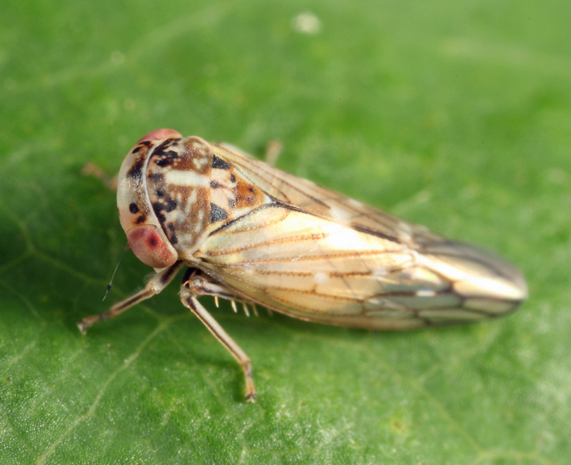 Idiocerus alternatus