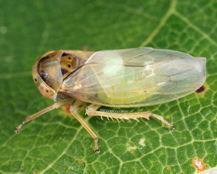 Idiocerus alternatus