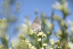 Strymon melinus pudica