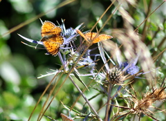 Melitaea phoebe