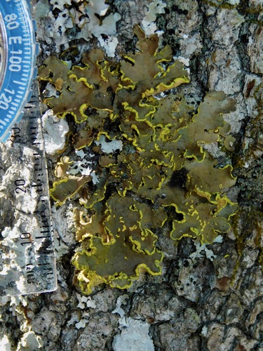 Gold Specklebelly Lichen