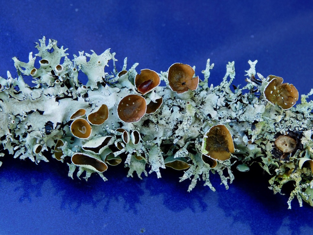 Parmotrema cetratum