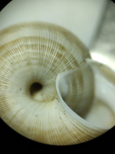 eccentric snail