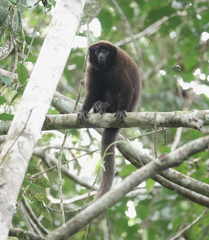 Brown Titi photo 2