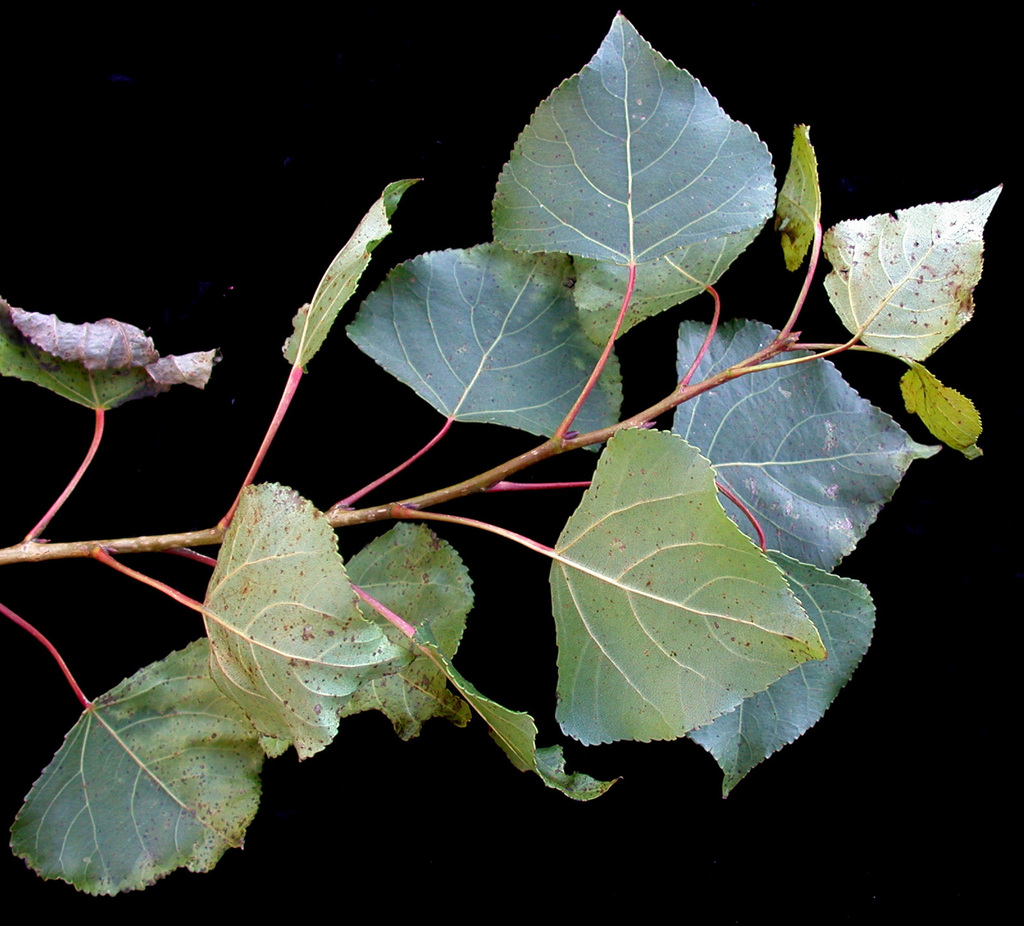 Populus nigra
