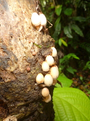 Coprinopsis mexicana