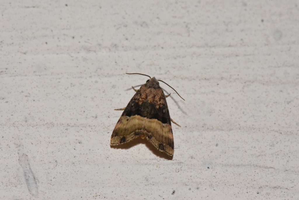 Ozarba flavidiscata